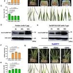 PNAS | 河南农业大学陈锋团队/北京大学邓兴旺院士团队合作挖掘小麦茎基腐抗性新基因并解析其调控机制