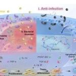 AFM | 浙江大学俞一波等团队研究发现定制化的 Janus 水凝胶可用于无缝合、免护理的角膜损伤修复