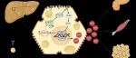EMBO J │复旦大学基础医学院潘东宁团队发现肝ASPG介导的溶血磷脂酰肌醇分解代谢损害胰岛素信号转导