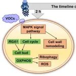 北京大学要茂盛团队Appl. Environ. Microb.：给细胞装上了“监控”，预警早期危害