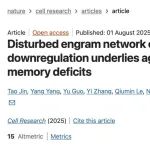Cell Res｜复旦大学王菲菲/马兰课题组发现维持记忆痕迹神经网络稳定性的机制
