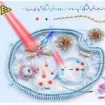 ACS Nano：含硒纳米粒子可协同THZ1以克服脊索瘤的放射治疗耐药性