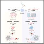 Immunity | 黄波团队利用生物机械力信号强势扩增干性CAR-T细胞，为破解实体瘤治疗困境提供全新策略！