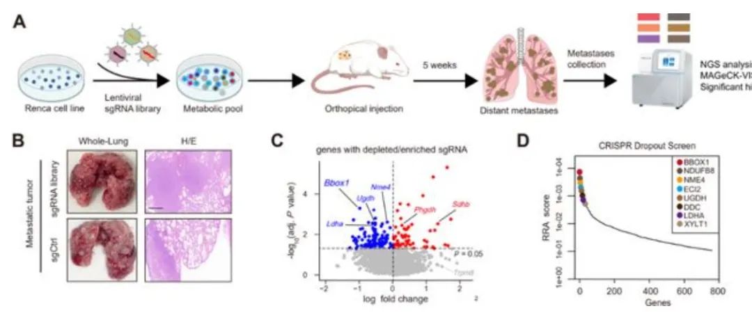 Cancer Res丨上海交通大学徐丹枫等发现BBOX1为转移性癌全新代谢免疫检查点！