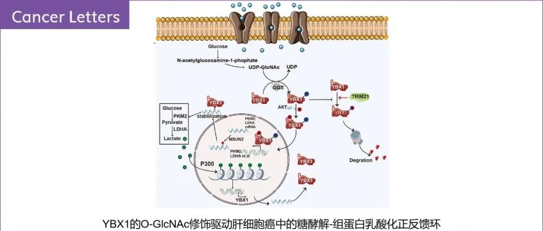 Cancer Latter | YBX1 的 O-GlcNAc修饰驱动肝细胞癌中的糖酵解-组蛋白乳酸化正反馈环