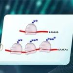 新使生物 | 翻译组RNC-seq服务上线！捕捉翻译中的RNA，精准刻画转录与翻译的桥梁！