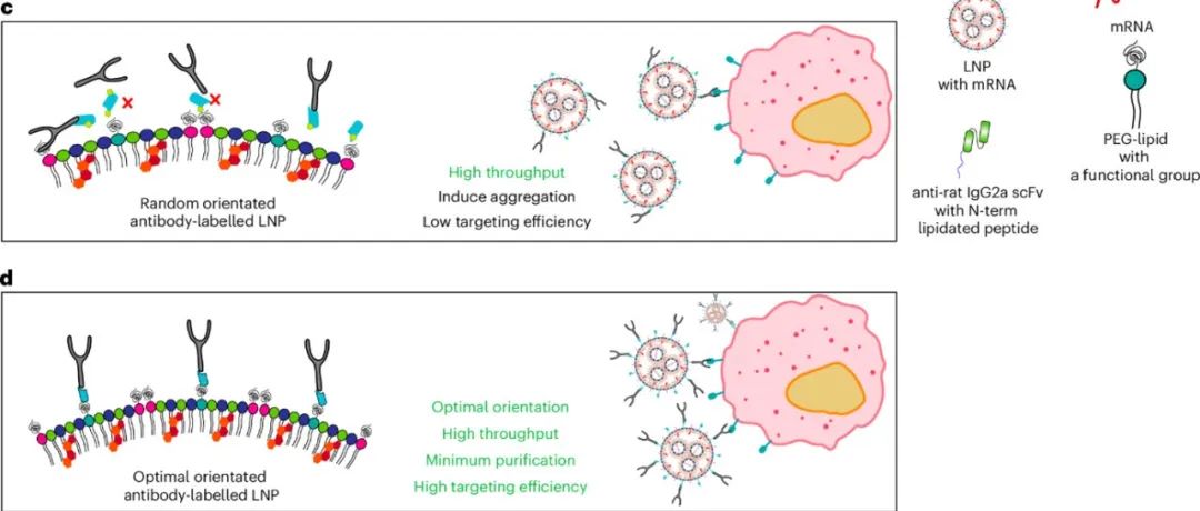 【Nature Nanotechnology】突破mRNA递送瓶颈：一种通用抗体捕获系统实现精准细胞靶向