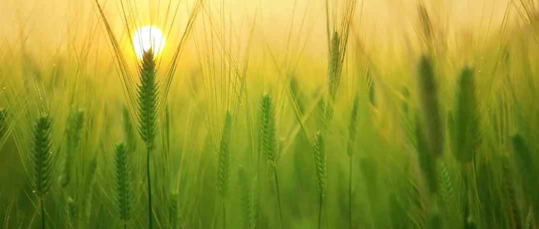 祝贺！中国科学院植物研究所2025国自然青A+1（原杰青）