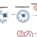 Autophagy | 中南大学肖嵘研究揭示GSTK1-RETREG1通路通过恢复网状自噬减轻内质网应激