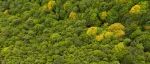 Journal of Ecology | 华东师大夏建阳教授研究团队发现干旱如何重塑亚热带常绿阔叶林的氮循环