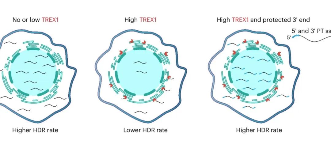文献速递 | 去除TREX1活性可增强CRISPR-Cas介导的同源重组