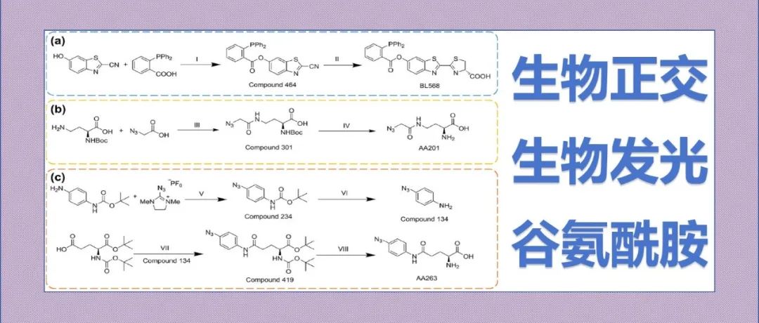 文献分享|用生物正交生物发光探针实时追踪活体肿瘤中ASCT2介导的谷氨酰胺摄取