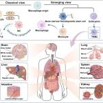 ACS Nano综述：组织驻留型巨噬细胞膜包裹的纳米药物用于靶向肿瘤治疗