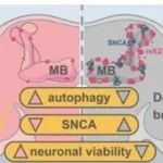Autophagy | 中国国立台湾大学詹智强研究发现Rab27通过Egfr信号通路系统性调控寿命和神经退行进程
