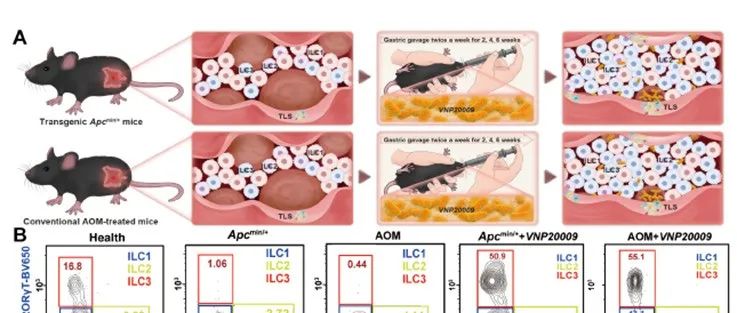 SCI TRANSL MED | 中南大学湘雅第三医院容鹏飞/新加坡国立大学杨潞龄医学院陈小元利用工程菌增强结直肠癌的抗肿瘤免疫