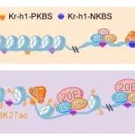 PNAS | 华南师范大学李康/李胜研究发现20E-Kr-h1根据不同增强子区域的染色质可及性正向调节BR-C表达