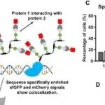 Adv Sci丨生物物理研究所张先恩等人研究发现MRC可以成为研究PPIs和生物分子凝聚物的多功能平台