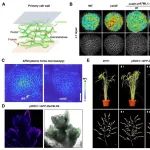 分子植物科学卓越创新中心博士生一作在Nature子刊发文揭示水稻细胞壁可调控产量的分子机制