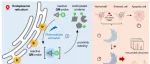 PNAS | 北京大学樊新元/陈鹏揭示了时间分辨光催化接近标记揭示内质网蛋白质组动力学背后的UPR到凋亡的转变