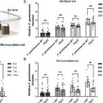 Adv Sci丨南京农业大学王源超等人研究发现禾谷镰刀菌分泌毒力因子Fg12促进土壤定殖及植物侵染