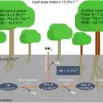Journal of Ecology | 干旱如何重塑亚热带常绿阔叶林的氮循环