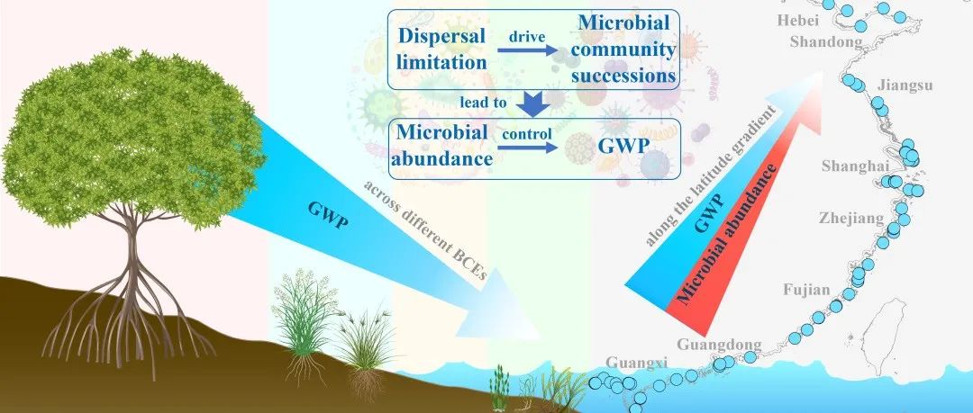 Water Research | 张冬冬和李远老师合作文章：微生物丰度决定蓝碳生态系统温室气体产生潜力的纬向格局