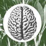 Cell Biomaterials | 华人学者开发新型纳米药物，穿越血脑屏障，治疗阿尔茨海默病