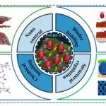 河北科技大学《ACS Omega》：综述！钠离子电池用磷/碳负极材料的最新研究进展！
