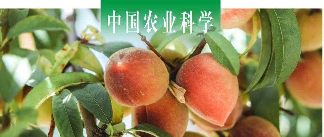中国农业科学 | 江苏省农科院果树所探析桃园绿肥连续还田后中微量元素释放特征及对土壤有效养分的影响
