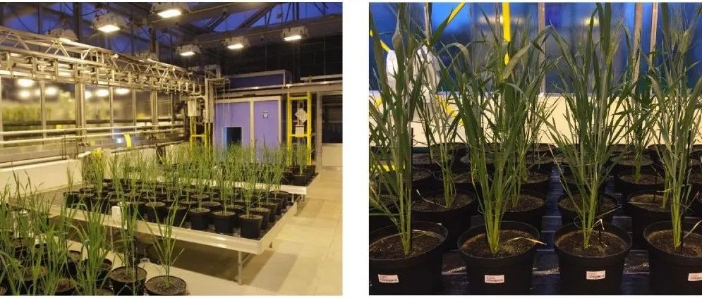 在植物学顶级期刊Molecular Plant、Nature Plants等一区Top期刊上发表论文，这个实验室植物检测项目大全