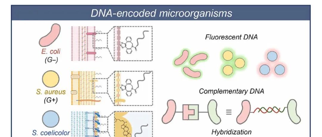 Sci Adv | 湖南大学邢航等通过DNA序列设计调控微生物的结构和行为