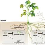 Adv Sci | 南京农业大学王源超教授团队揭示真菌RNase干扰植物微生物组的致病新机制