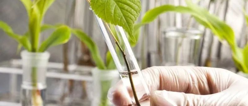 Nature再迎大突破！农科院知名团队在植物科学领域再创奇迹，直接改写历史！