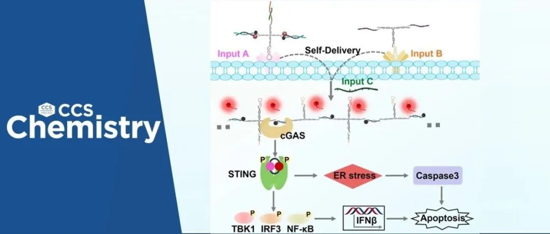 【CCS Chem.】青岛科技大学罗细亮、宋志灵团队：智能DNA纳米系统开发及肿瘤精准免疫调控