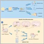 Cell Stem Cell&#160;|&#160;封面！复旦大学熊曼等利用人类干细胞来源的A10亚型多巴胺能神经元改善抑郁症