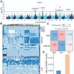 中国热带农业科学院周永锋团队系统研究核质互作对葡萄驯化与育种的影响