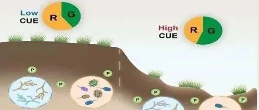 PNAS | 植物所杨元合研究组发现热融塌陷促进土壤微生物碳利用效率