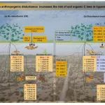 新疆生地所在Global Change Biology发文揭示了长期人为干扰加剧极端干旱荒漠土壤有机碳损失机制