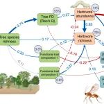 成都生物所王斌团队在亚热带森林中植食者-寄生蜂群落相互作用研究中取得新进展