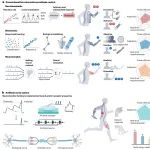研究进展：有机神经形态材料 | Nature Reviews Electrical Engineering