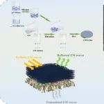 天津工业大学《ACS AEM》：改性碳纳米管/MXene-ANF复合薄膜，用于可穿戴设备、柔电子产品