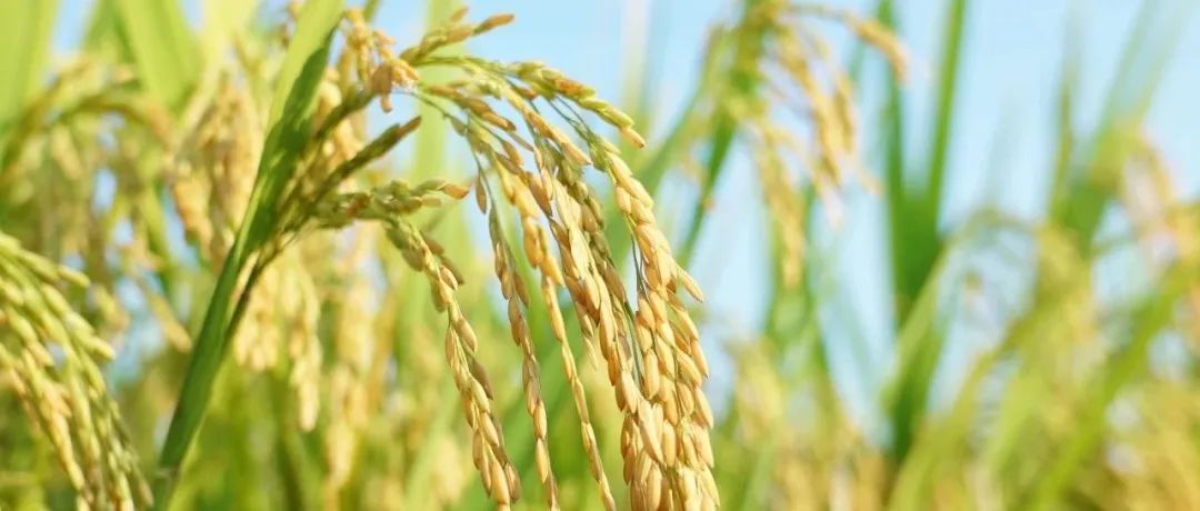 浙江大学农学院、中国农科院植保所与华南农业大学合作发表Nature Communications