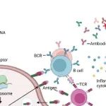 Nat Commun | 陈实/张政/王连荣联合研发多价 mRNA 疫苗可对猴痘病毒感染产生强效保护作用