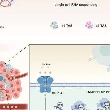 Cell Metab |  糖尿病—胰腺癌？上海交通大学沈柏用等揭示了糖尿病相关胰腺癌免疫逃逸机制！