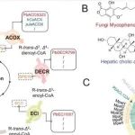 Adv Sci丨山东大学张伟/李盛英研究首次报道了负责组装免疫抑制剂霉酚酸的真菌β-氧化级联的功能性重建