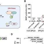 NAR | 华东师范大学叶海峰开发红光激活Cre重组酶系统实现哺乳动物细胞和转基因小鼠基因组工程