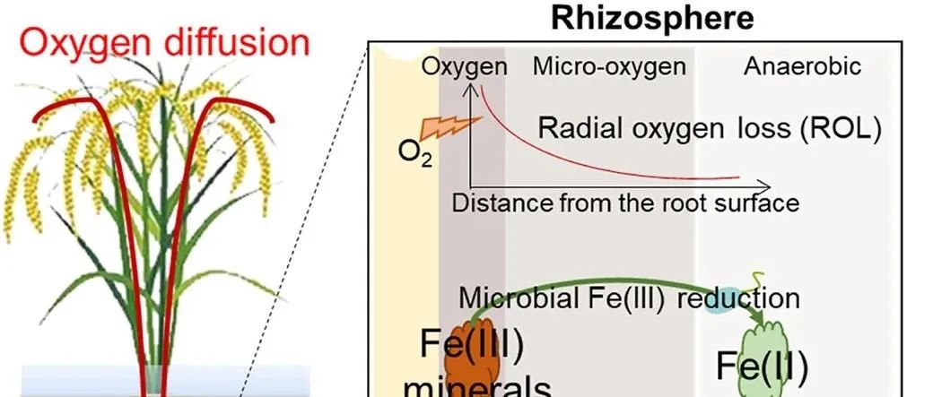 根际碳固定丨SOIL BIOL BIOCHEM：水稻根系铁膜碳稳定：氧损失的作用