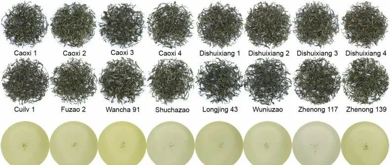 黄山毛峰茶树品种加工适宜性综合评价