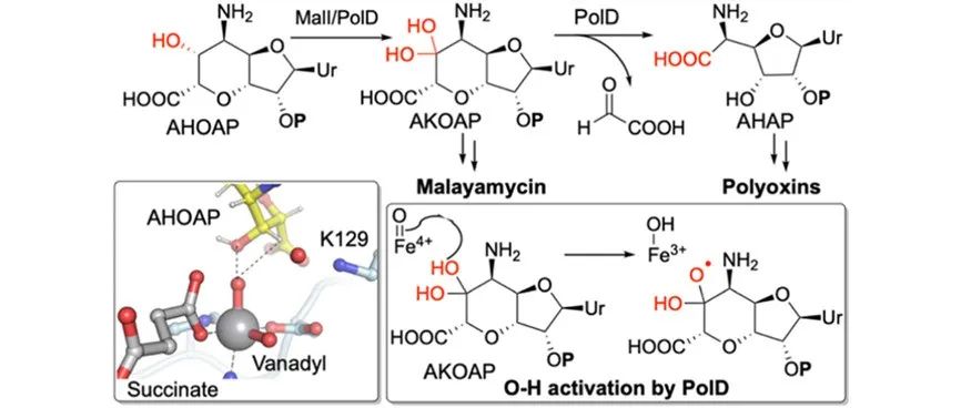 阅读 JACS丨Fe(Ⅱ)/α-KG依赖酶PolD活化O–H键引发C–C键断裂的新颖机制解析