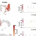 Adv Sci丨中国医科大学袁正伟研究阐明了PCSK9缺失导致NTDs发展的新机制
